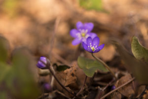 Anemone hepatica (common hepatica, liverwort, kidneywort, pennywort) Flowers, Forest, Finland Anemone hepatica (common hepatica, liverwort, kidneywort, pennywort) Flowers, Forest, Finland
